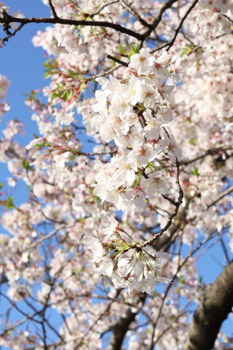 みっちぃ 【みつひろ・mitsu】 tweet media