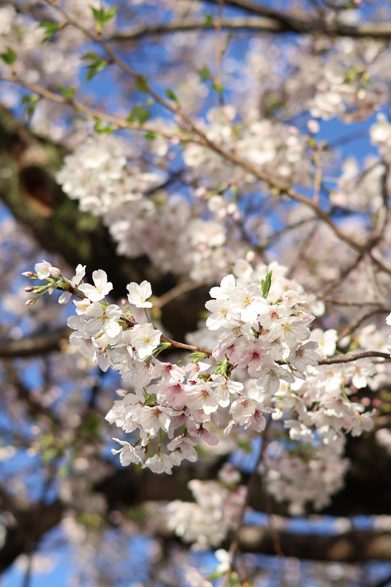 みっちぃ 【みつひろ・mitsu】 tweet media