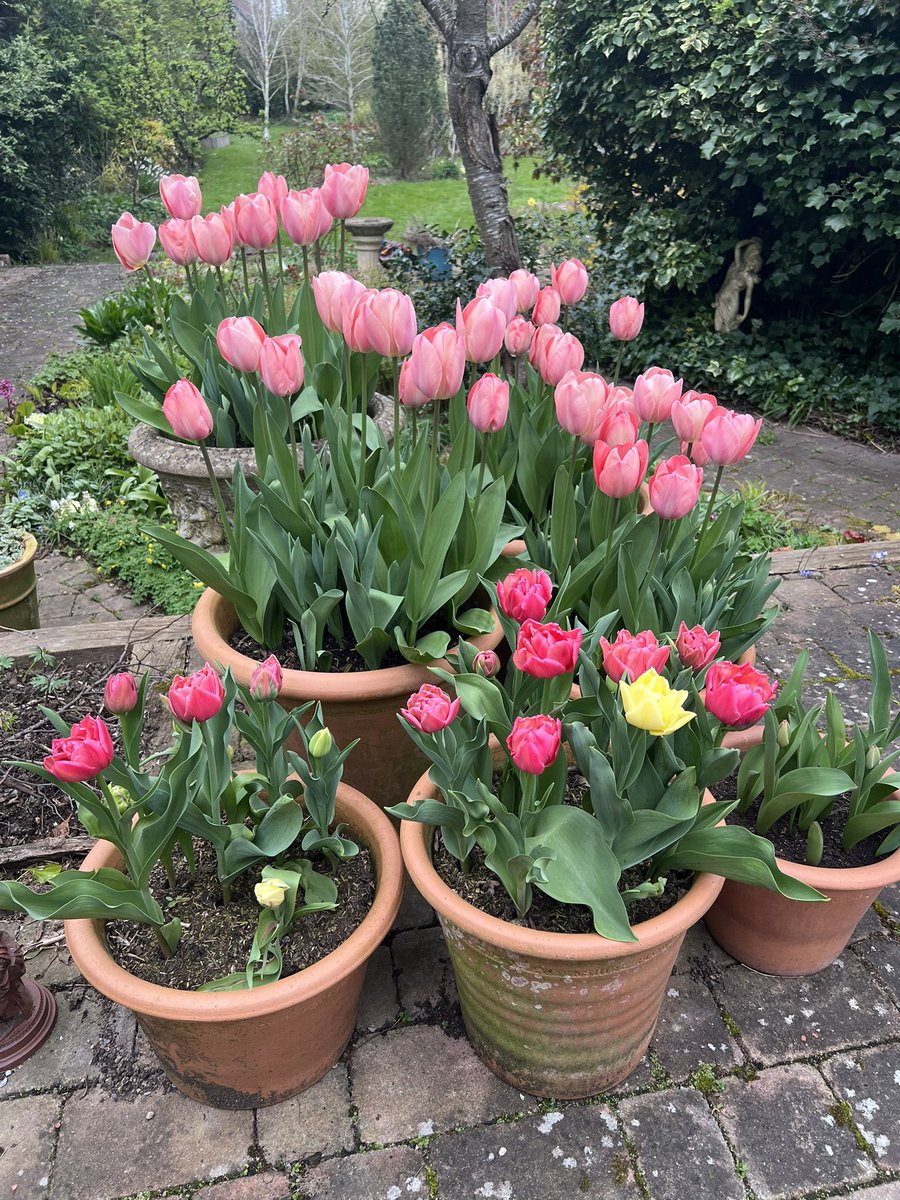 tennismadM tweet media