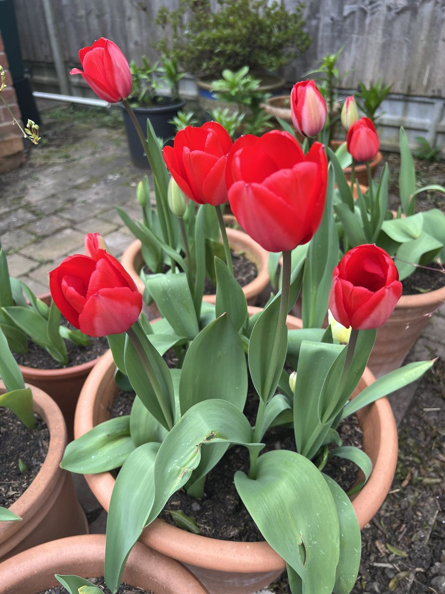 tennismadM tweet media