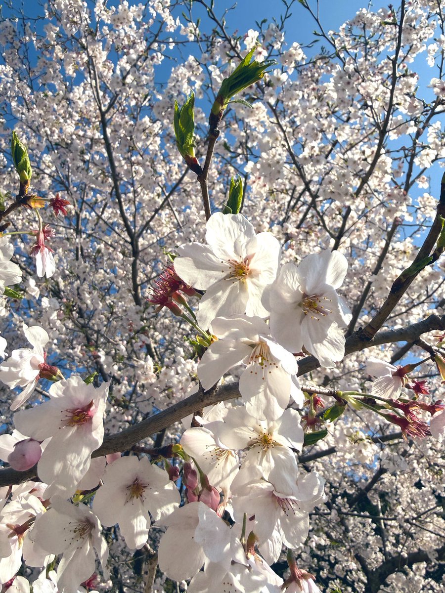 ぽっ🍓 tweet media