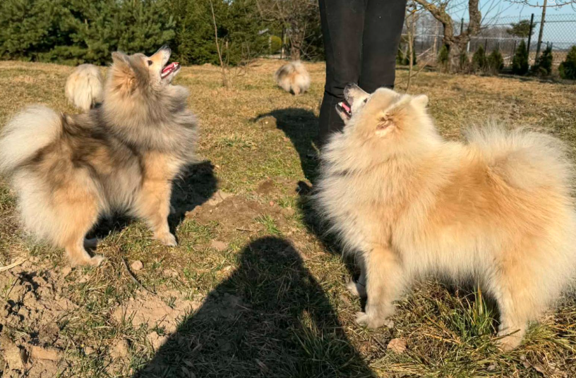 Czarna Lista Pro tweet media