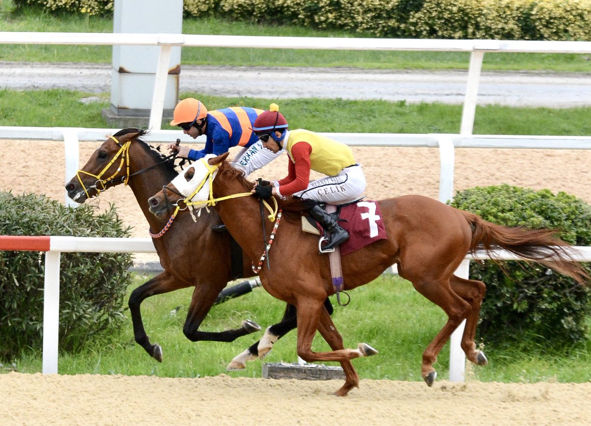 Aydın Stud tweet media