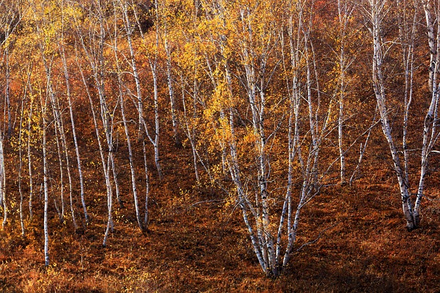 Tomohiro Smith tweet media