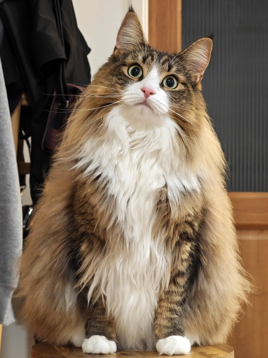 しろあん🐾でっかい北欧猫 tweet media