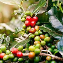 🚀 Boost Your Energy Naturally! ☕  
Say goodbye to jitters and hello to a natural energy boost with Java Burn—the ultimate coffee upgrade you’ve been waiting for! 🌟  

✨ Ready to feel the difference? 
Click here 👉 startburnigfat.com/java 

#NaturalEnergy #JavaBurn