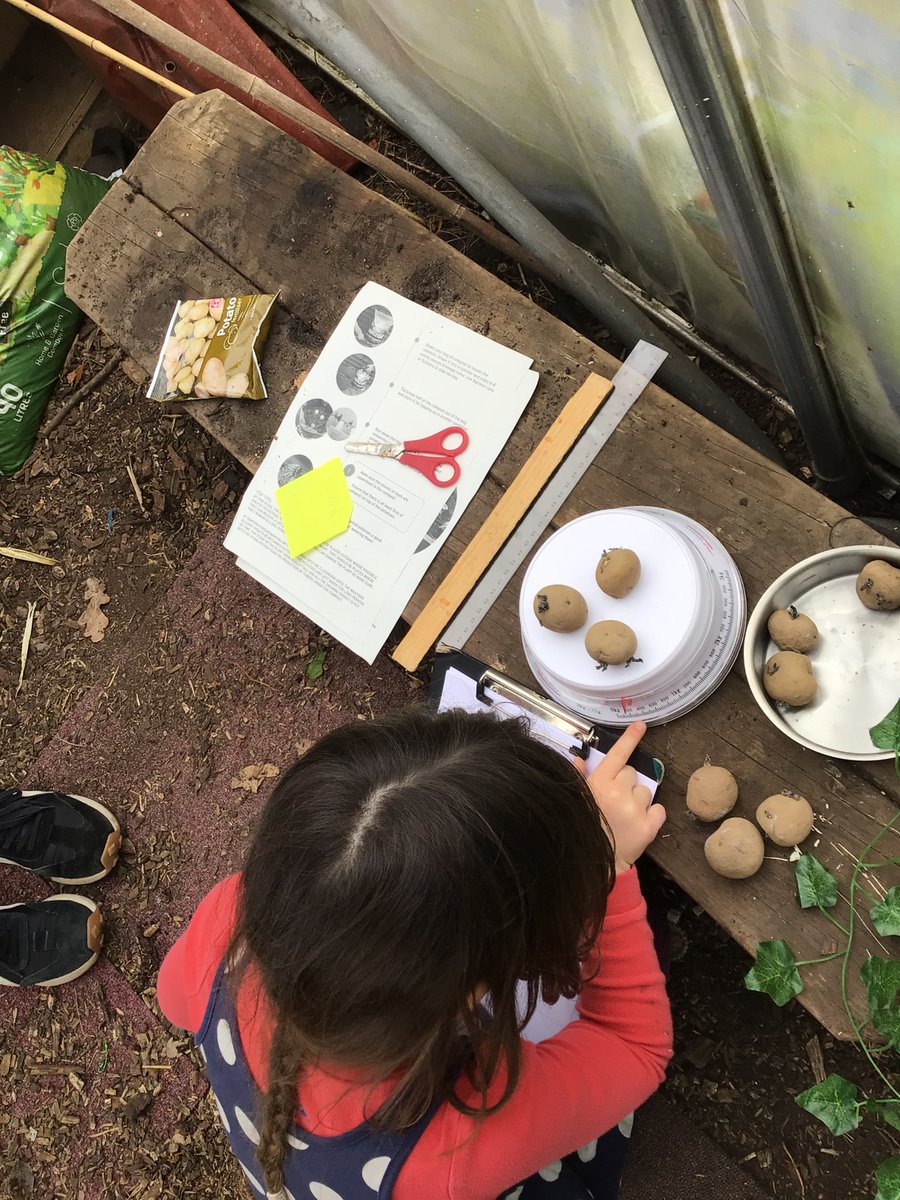 InchturePrimary's tweet image. Nursery children have been learning about how to grow potatoes with a focus on numeracy. #TeamInchture #curiosity
step 1: chit the potatoes
step 2: measure the size of the sprout
step 3: weigh the potatoes 
step 4: plant 2 lots of potatoes in order to make comparisons #Article31