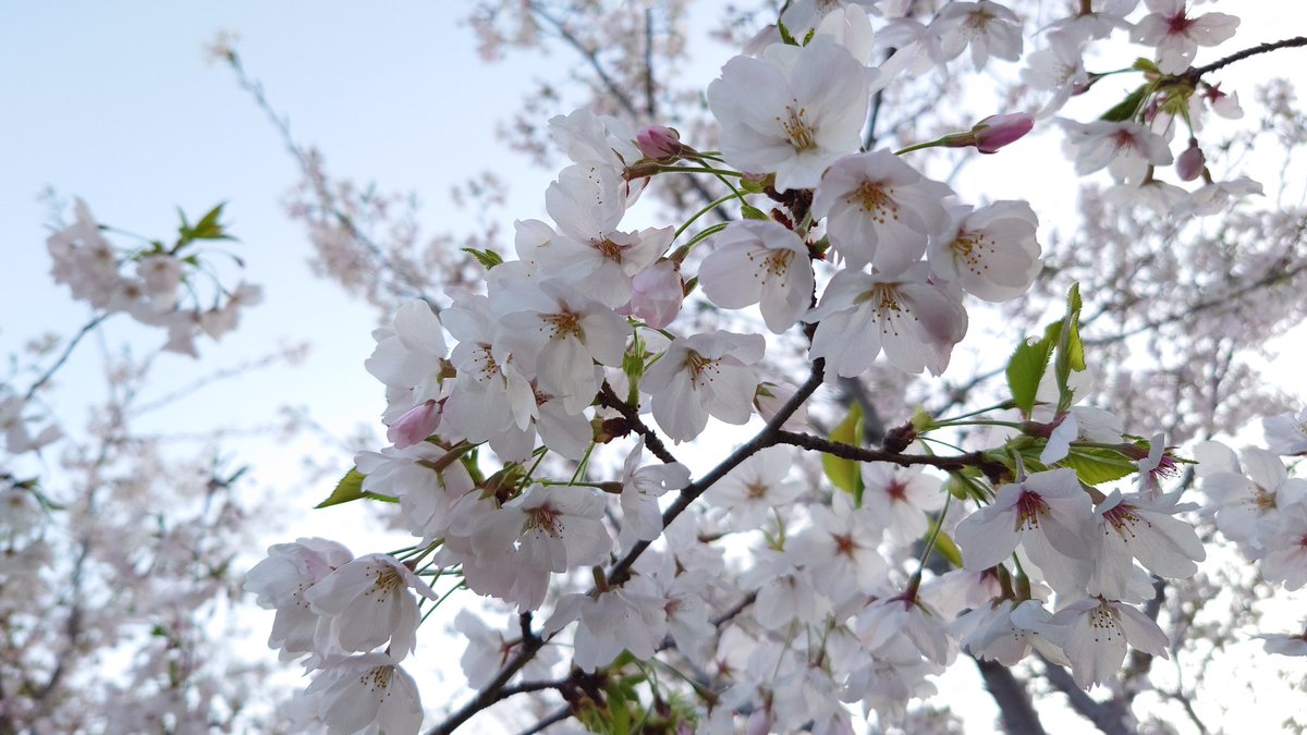 なべりんぐ tweet media