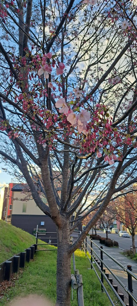 anagosan428's tweet photo. C&amp;K記念樹の思川桜(八重桜)も咲き始めましたよ！
来週末辺りには満開かなぁ😄
週末はラーメン祭りも開催中です！
#candk  #記念樹　#ラーメン祭り
#OYAMA https://t.co/FDv98FZrXf