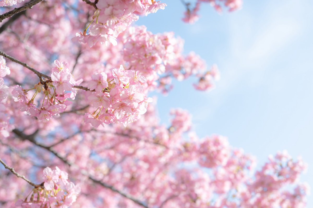 おいも tweet media