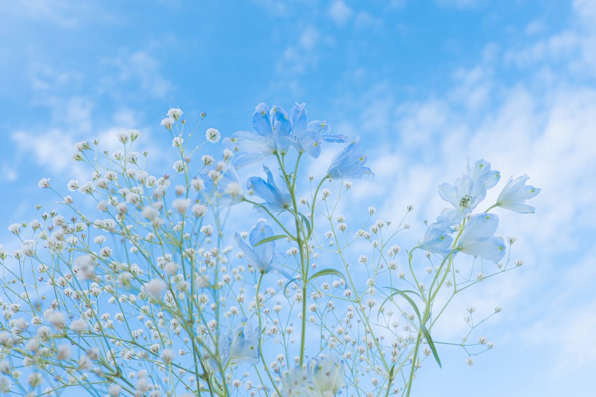 おいも tweet media