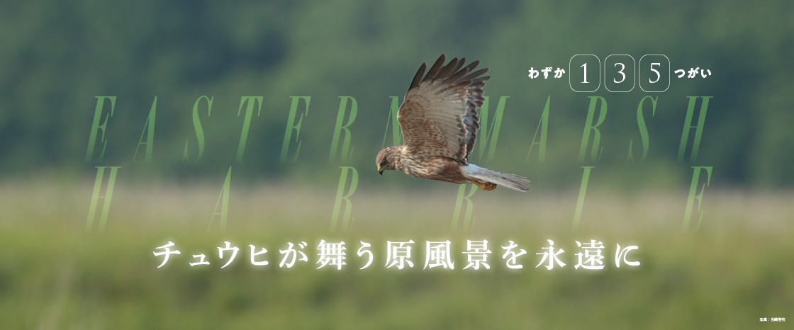 【チュウヒ保護プロジェクト】
日本国内で繁殖するタカの仲間の中でもっとも少ないとされており、絶滅が心配されているチュウヒ。

チュウヒってどんな鳥？
危機的な状況におかれているチュウヒの現状
どういった保護活動をしているのか？
など詳しく紹介しています。
wbsj.org/activity/conse…