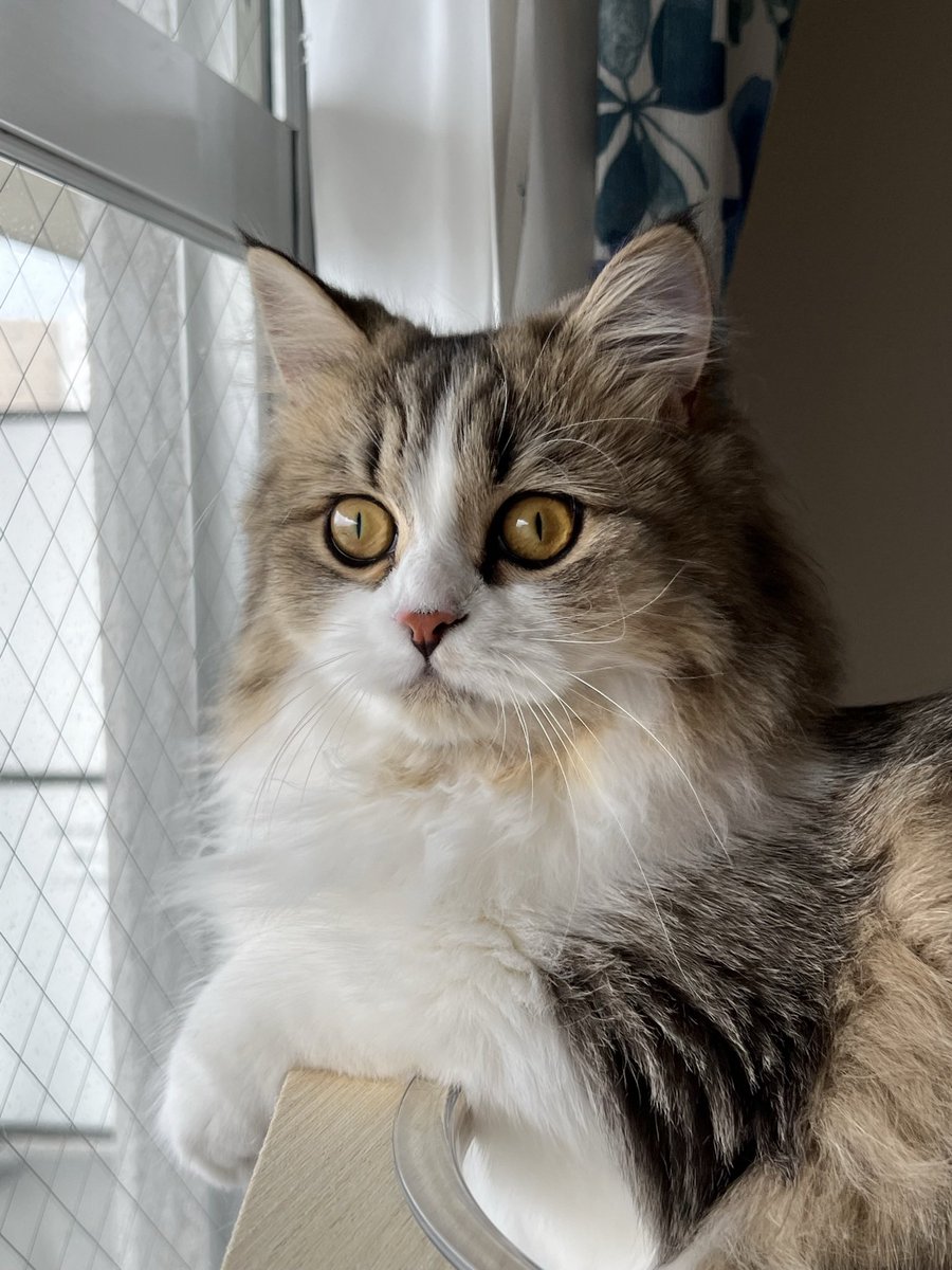 Earlgrey tweet media