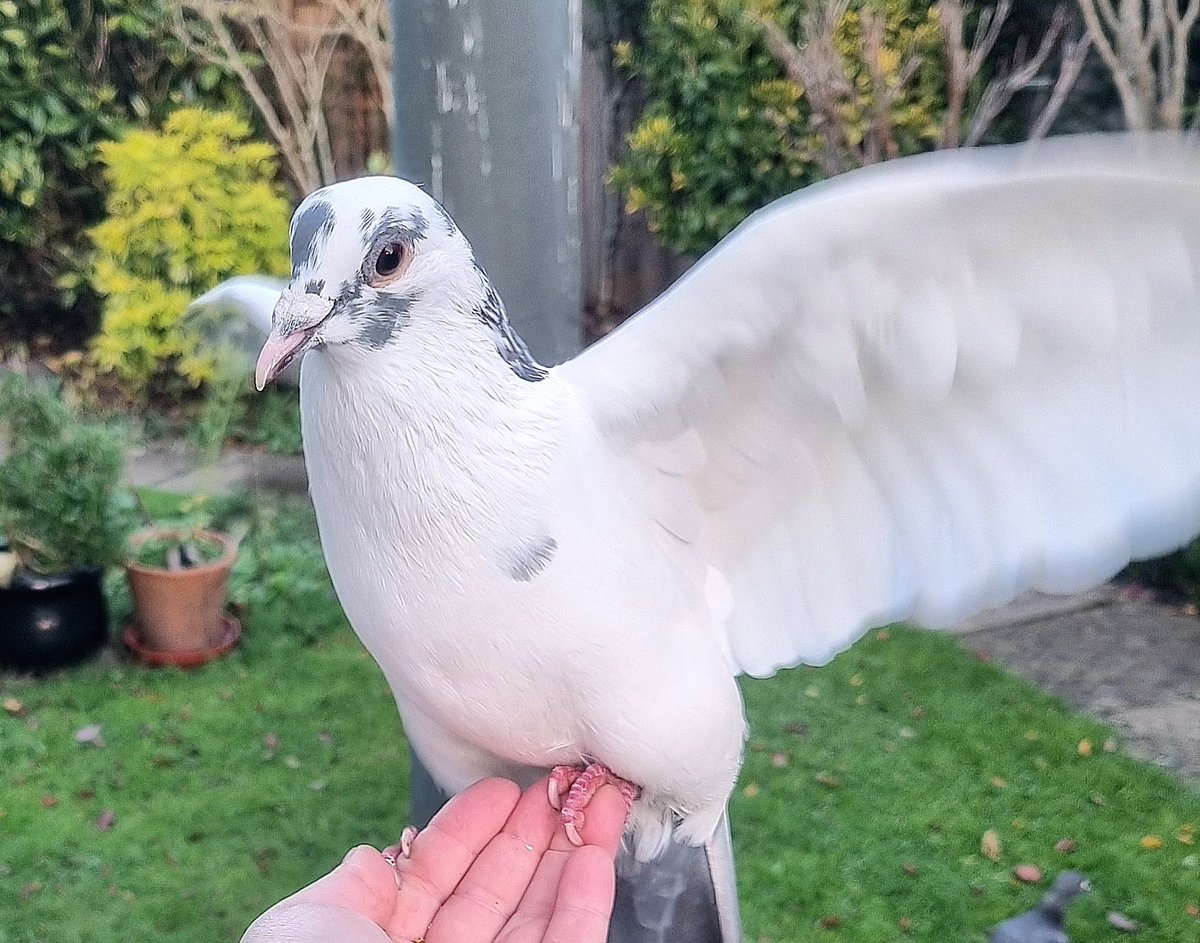 Shining_shadows tweet media