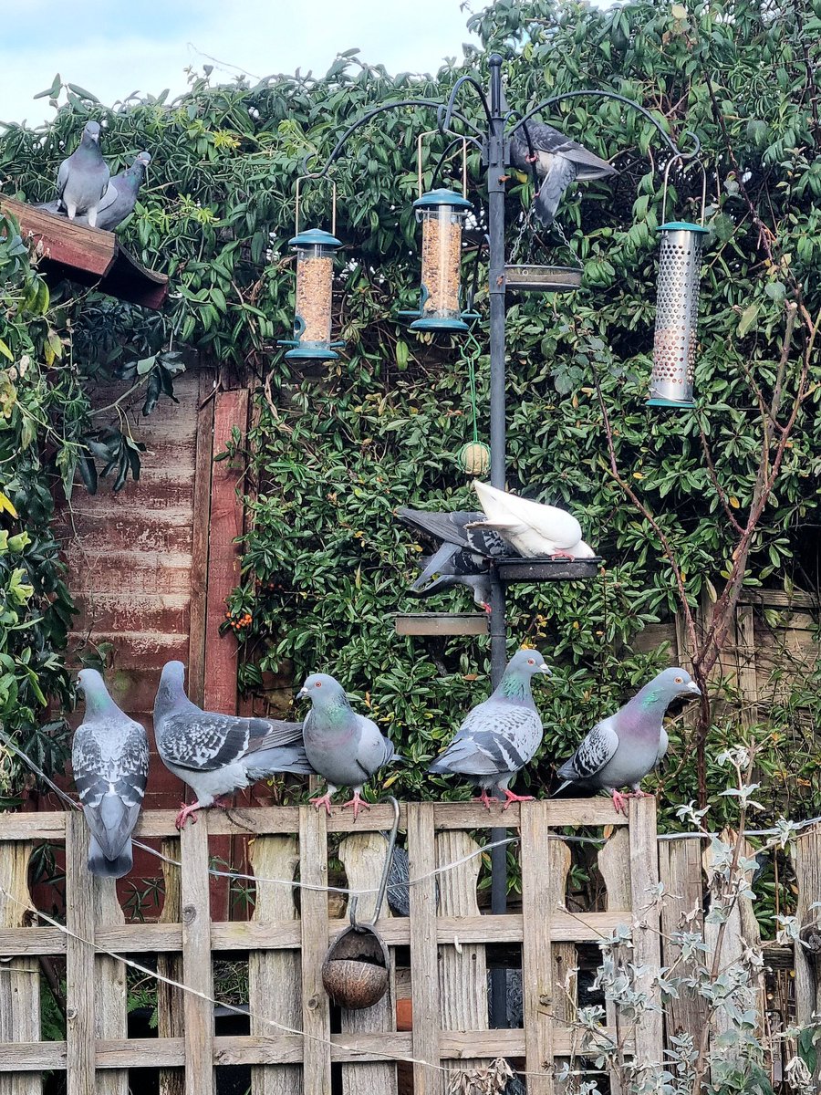 Shining_shadows tweet media