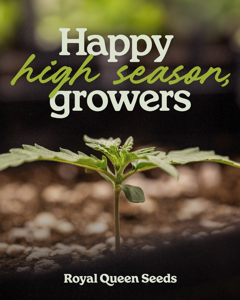 Royal Queen Seeds tweet media