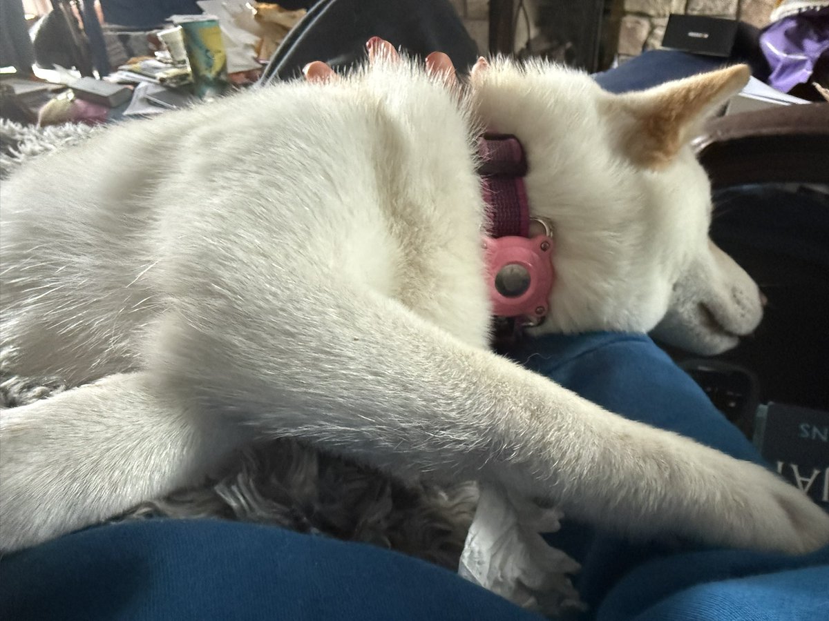 Angel Sooty💔🌈RIP Finlay & Diggy tweet media