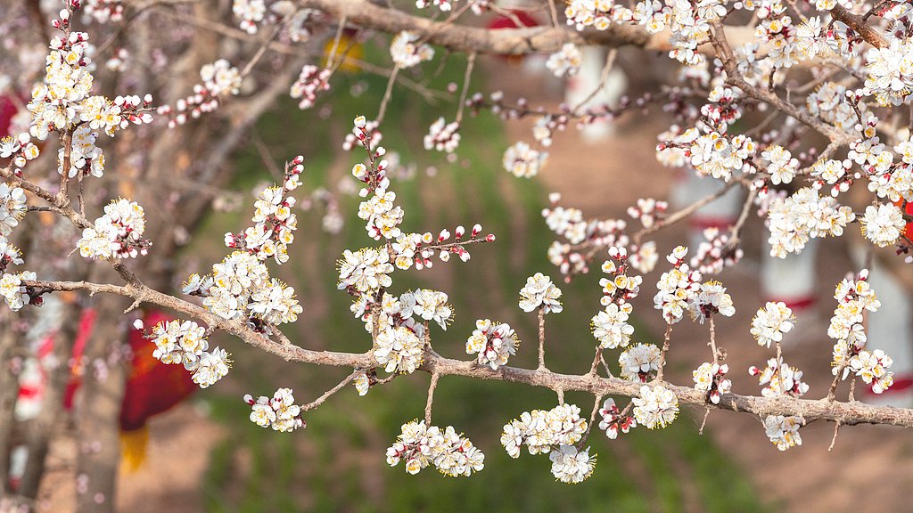 Explore Xinjiang tweet media