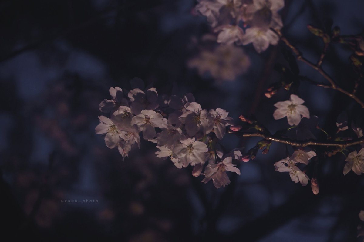 うずこ/𝚄𝚣𝚞𝚔𝚘 tweet media