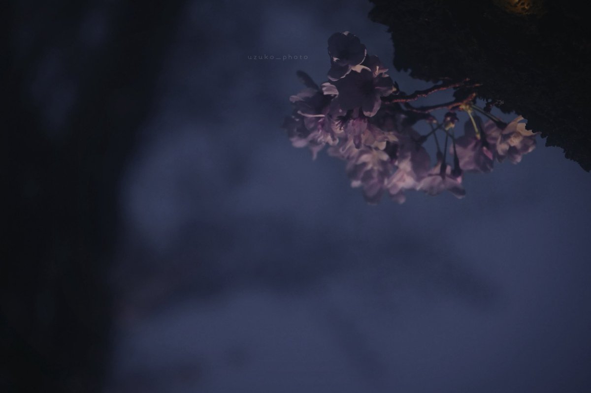 うずこ/𝚄𝚣𝚞𝚔𝚘 tweet media