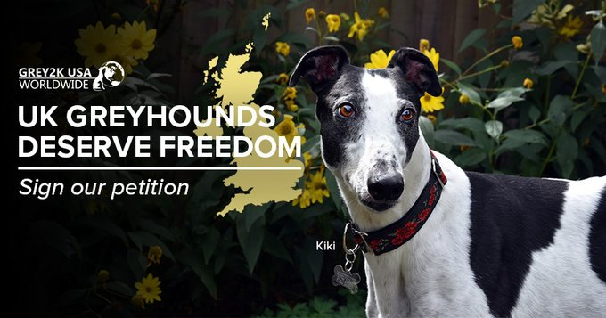 marillion13's tweet image. Shut down dog racing in the United Kingdom.
For me as German #SharingIsCaring, I don´t know if it´s a UK or US petition. Check it out, please, and sign/share if you can/may.
actionnetwork.org/letters/end-do…
@GREY2KUSA