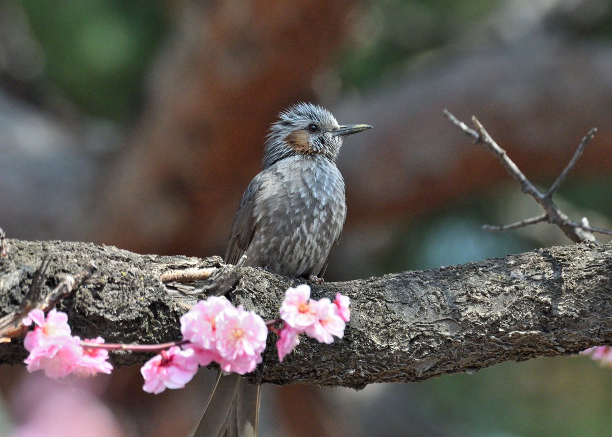 무민투 tweet media