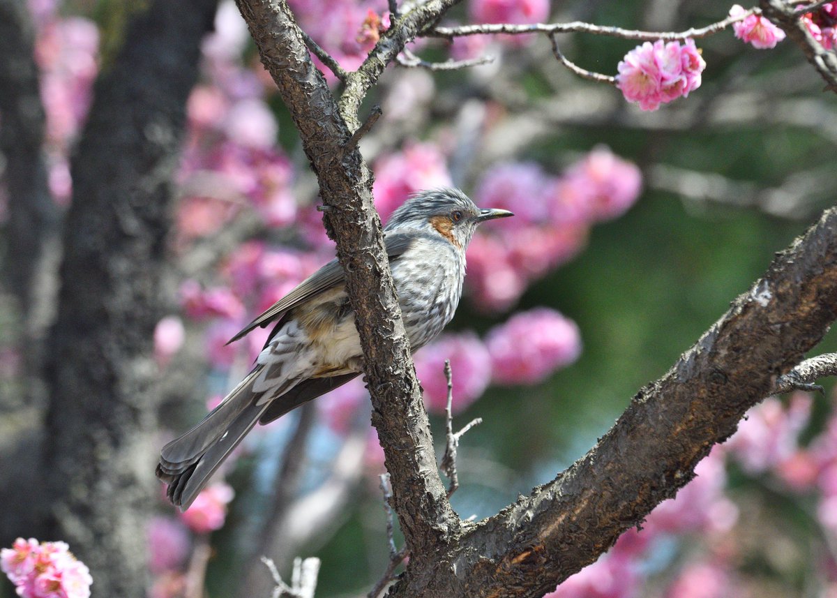 무민투 tweet media