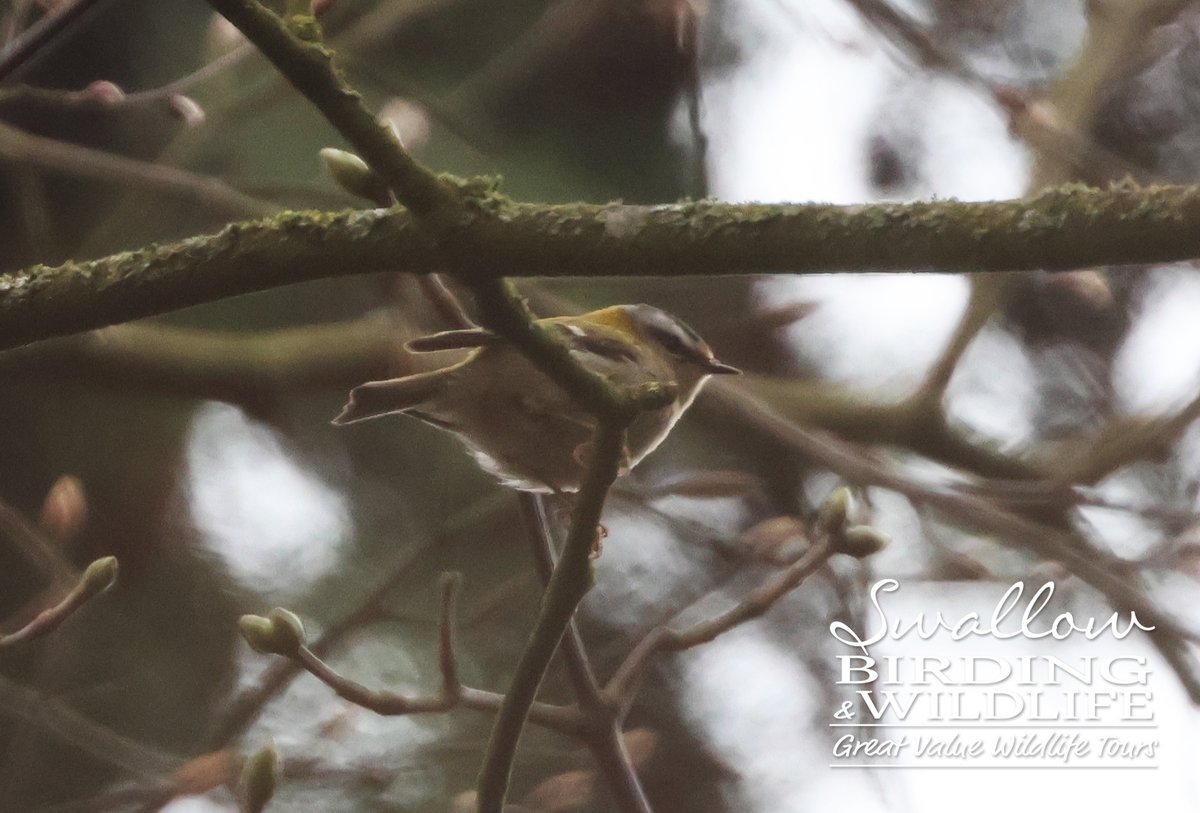 SwallowBirding's tweet photo. A cracking selection of birds on our Brecks day trip including GOSHAWK, 7 WOODLARK, FIRECREST, 5 STONE-CURLEW, MARSH TIT, BRAMBLING, REDPOLL, SISKIN and lots more. #UKBirding #norfolkbirding #suffolkbirding #birds #birding #BirdsSeenIn2026 https://t.co/DfClDmhCUi