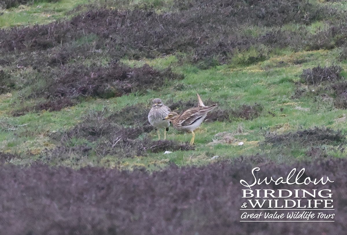 SwallowBirding's tweet photo. A cracking selection of birds on our Brecks day trip including GOSHAWK, 7 WOODLARK, FIRECREST, 5 STONE-CURLEW, MARSH TIT, BRAMBLING, REDPOLL, SISKIN and lots more. #UKBirding #norfolkbirding #suffolkbirding #birds #birding #BirdsSeenIn2026 https://t.co/DfClDmhCUi