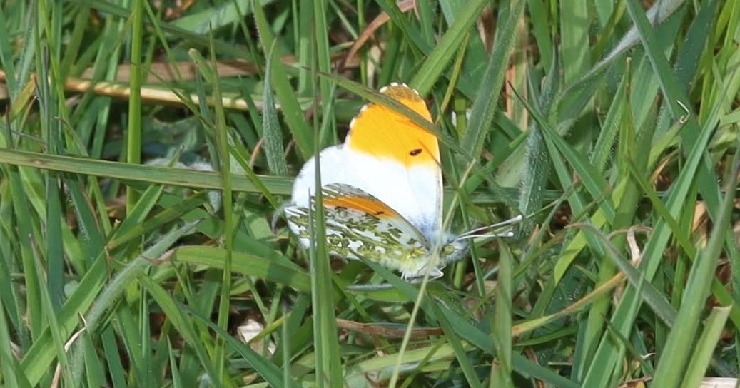 Friends of Wildern Local Nature Reserve tweet media