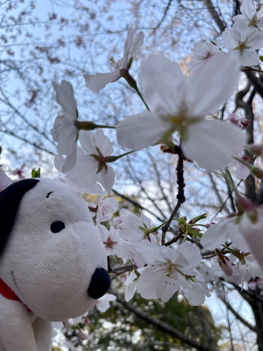 けんぬーぴー tweet media