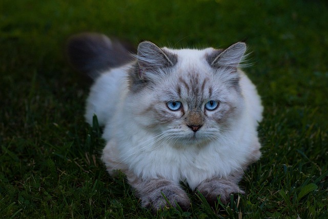 Peris Maher tweet media