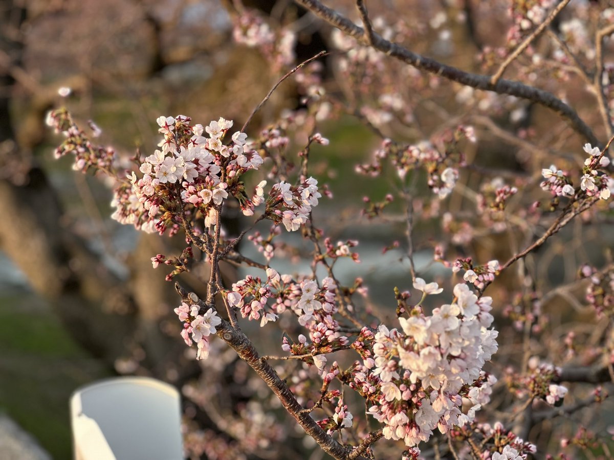 民泊たなごころ tweet media