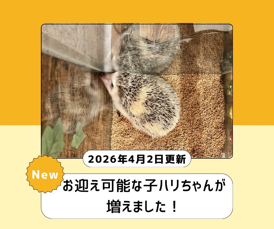 【子ハリちゃん紹介】
全文読めます！
お迎えできる子ハリちゃんが増えました！
note.com/cafeharrywood/…

お迎え可能になった子ハリちゃんのご紹介です🦔

子ハリちゃん達はみんな個性があり、どの子も可愛いです💕

#ハリネズミ #名古屋 #ペット #ペットは家族 #ペット保険 #ハリネズミカフェ #栄
