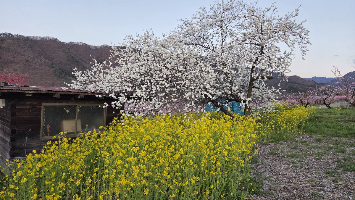 さえぴ～ tweet media