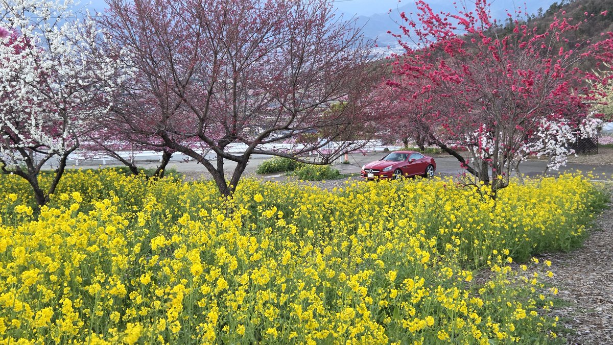 さえぴ～ tweet media