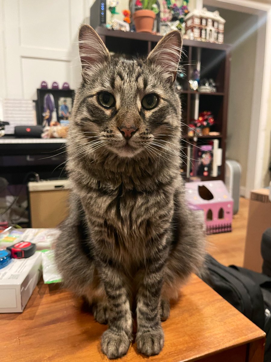 🌸🌈Skippy🐈Kevy🐈Badger🐈Sunny🐈Basil🐈Mikey🌸 tweet media