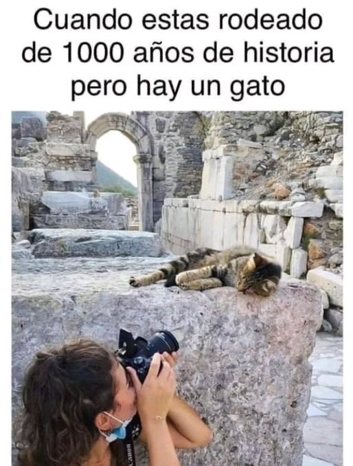 CorazónGatuno tweet media