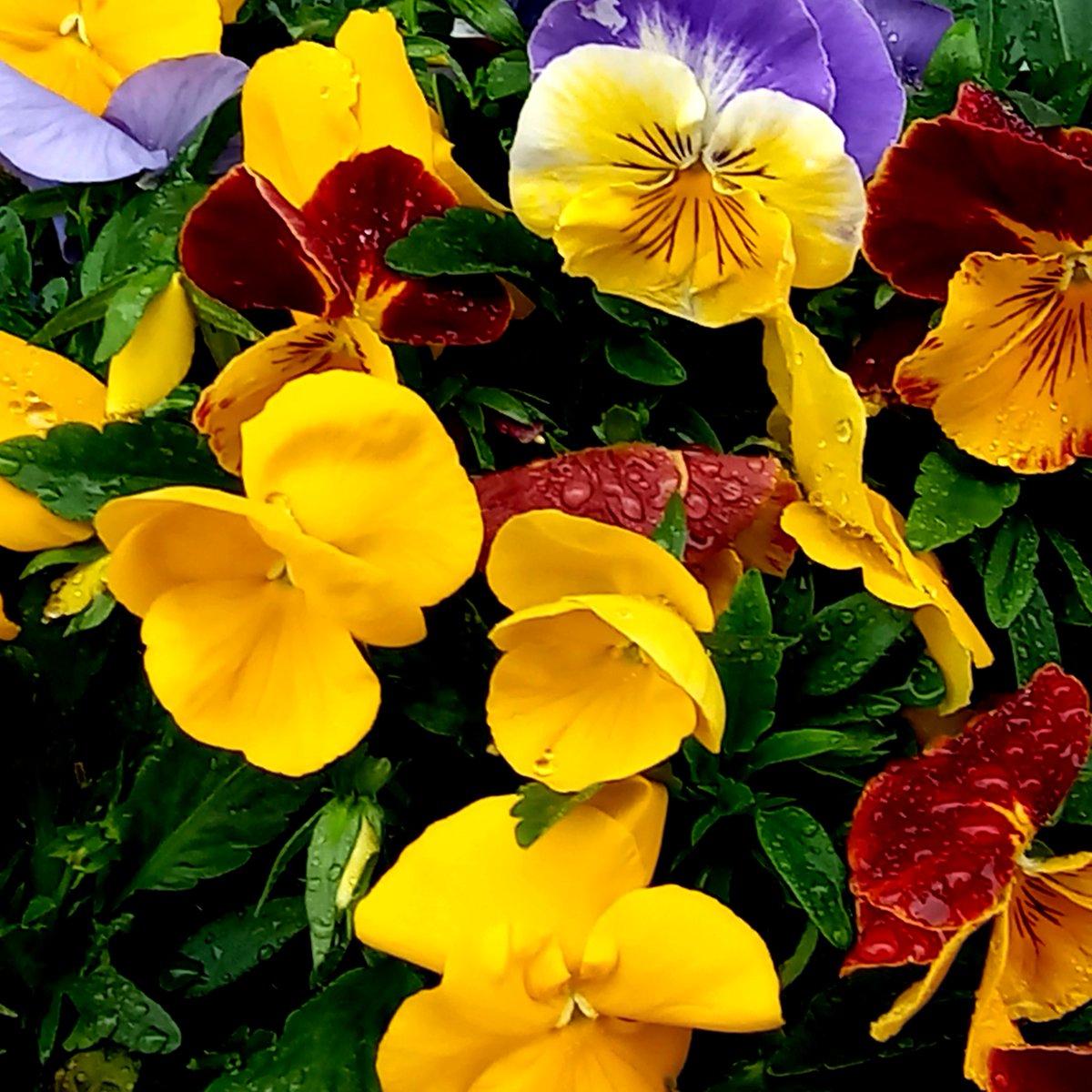 Sidu★(^_-)-☆ tweet media