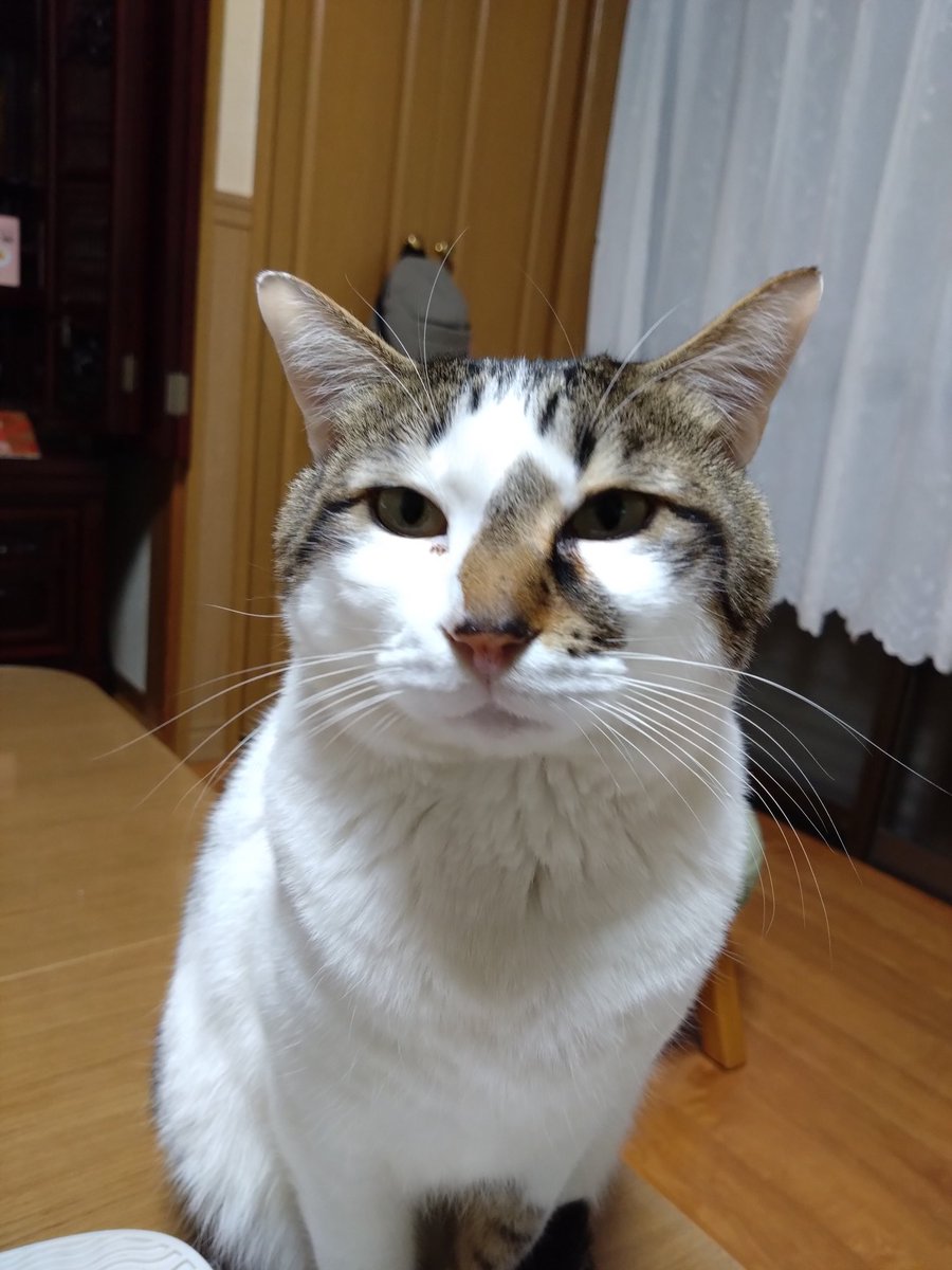 かずにゃん😺🐰。 tweet media