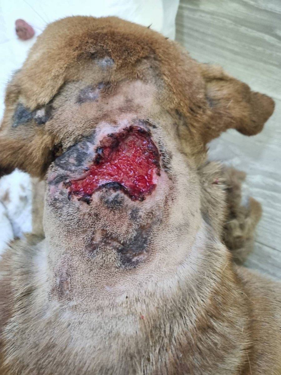 TMTRD - The Man That Rescues Dogs Foundation tweet media