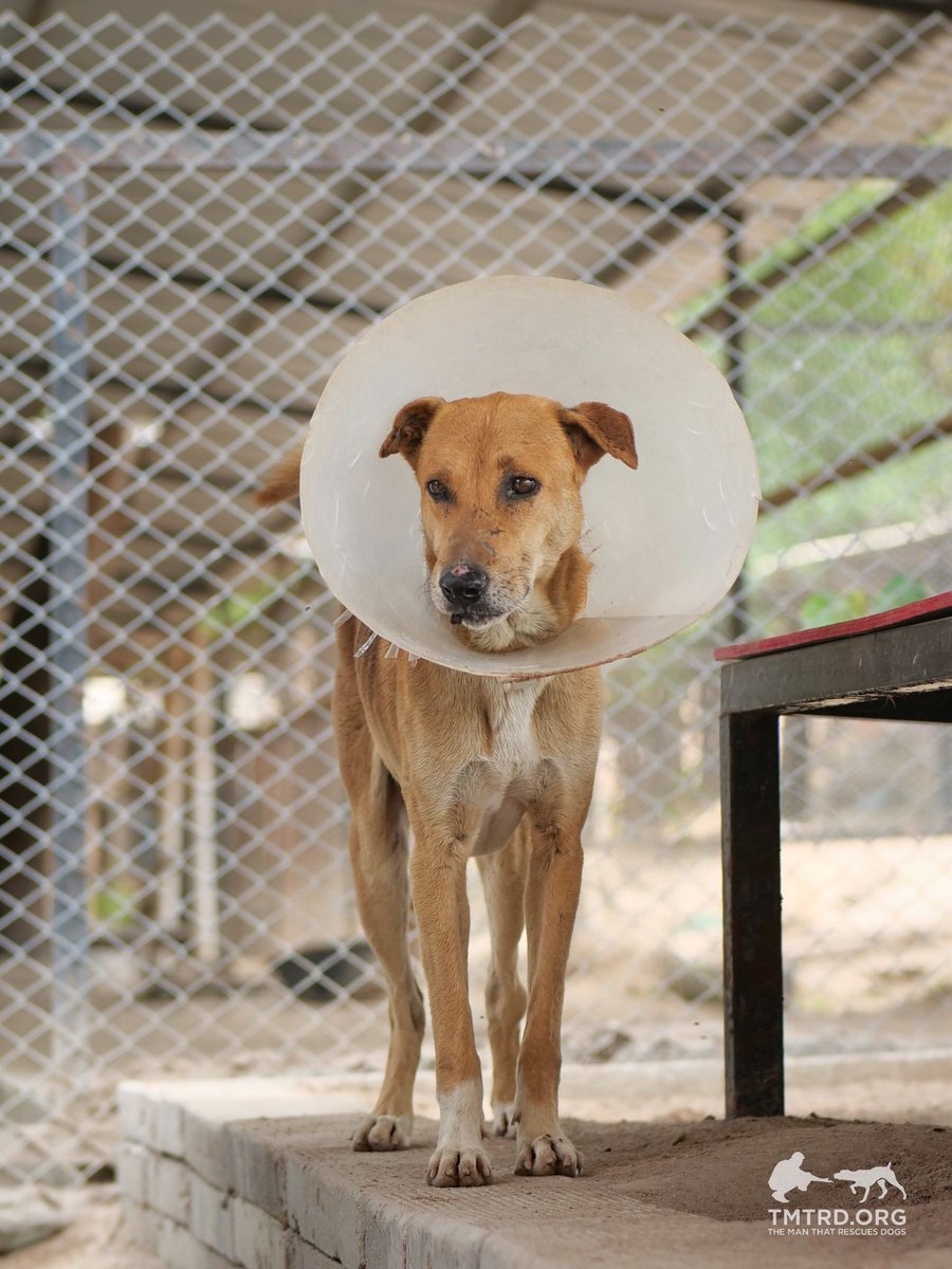 TMTRD - The Man That Rescues Dogs Foundation tweet media