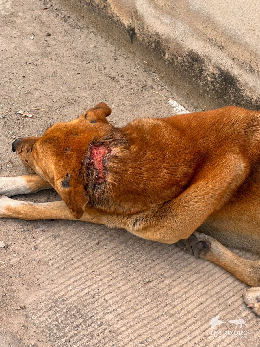 TMTRD - The Man That Rescues Dogs Foundation tweet media