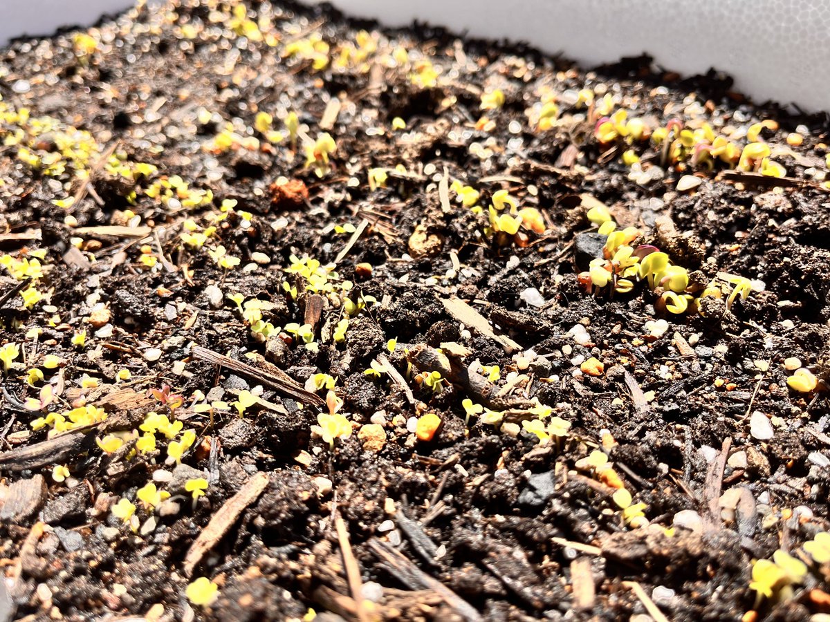 Saika Ruika(サイカ・ルイカ)@valefor tweet media