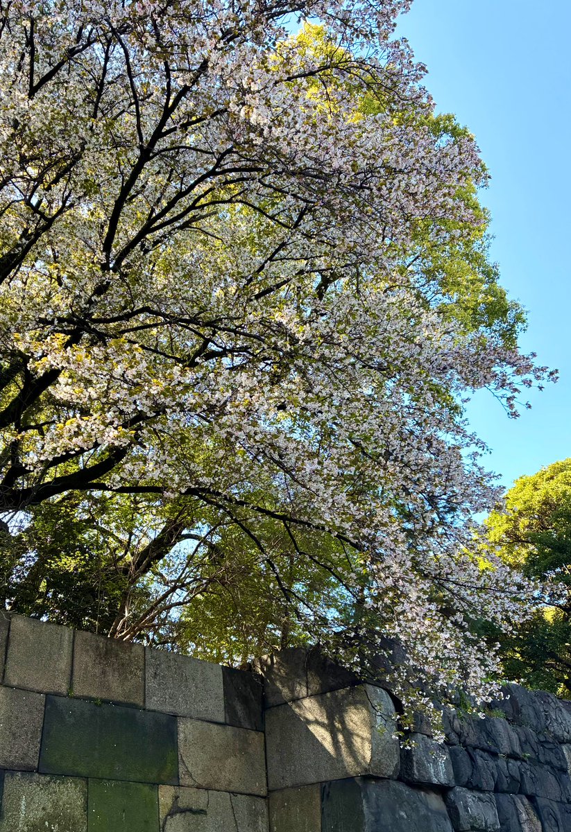 tokyo_kyoto_jp's tweet image. enjoyed the sunshine this afternoon!
#imperial  #palace

サンディエゴからの素敵なお客様と
東御苑へ　#二の丸庭園 は清らか
#中雀門 の桜は荘厳

渋谷のフードショーでお寿司を買って
ビールで乾杯🍻
ありがとう😊Bobさん
