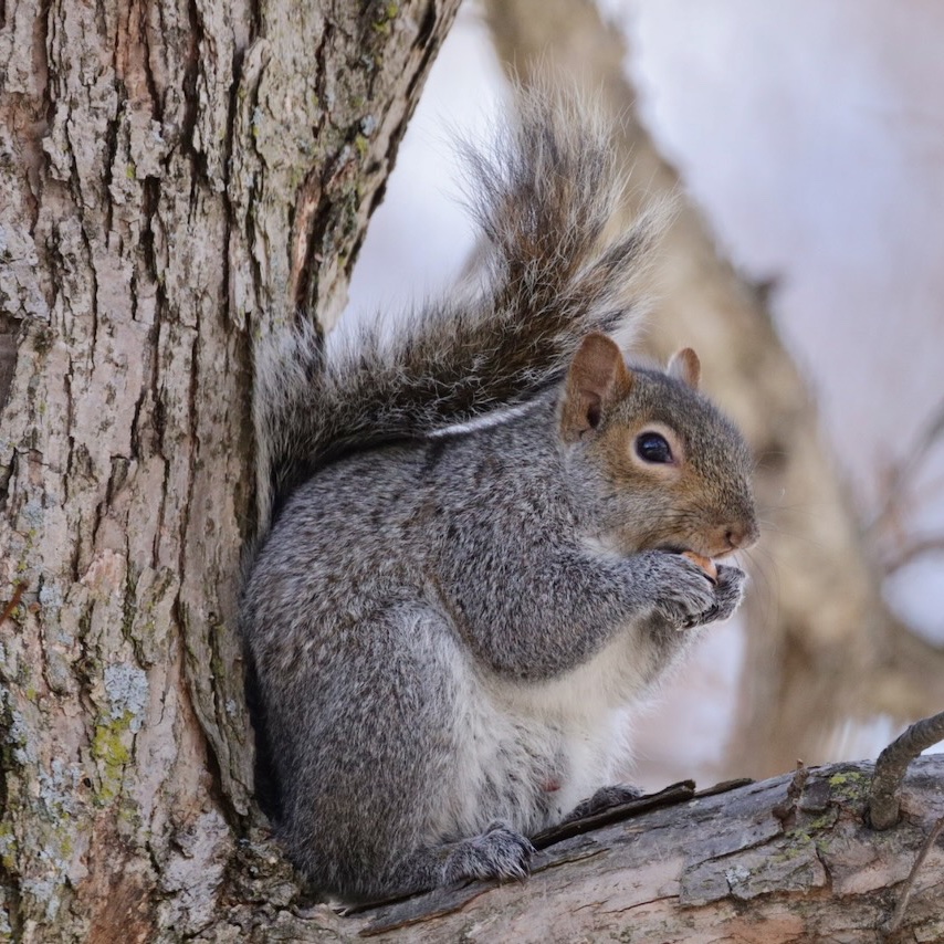 Sciuridaely 🐿 tweet media