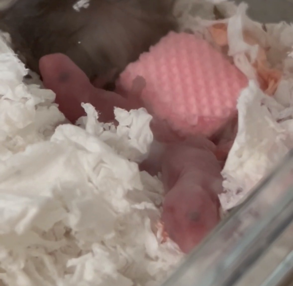 ボニョン🐷 tweet media