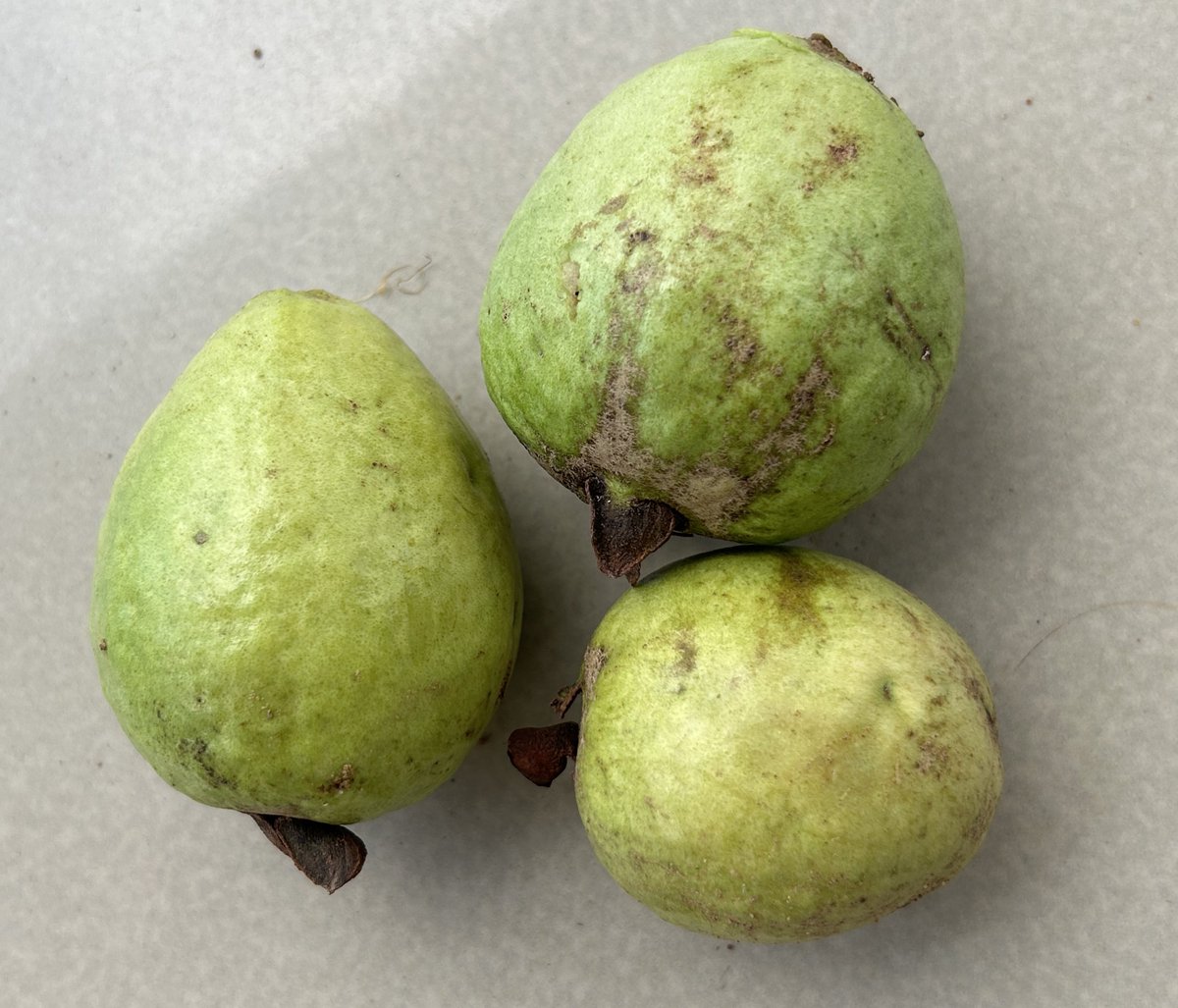 __N’wa+Mkhacani tweet media