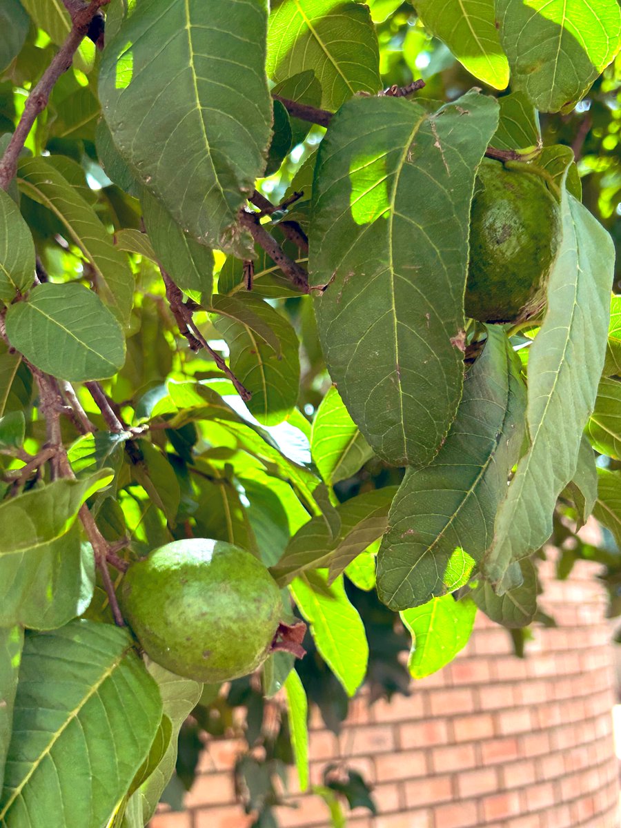 __N’wa+Mkhacani tweet media