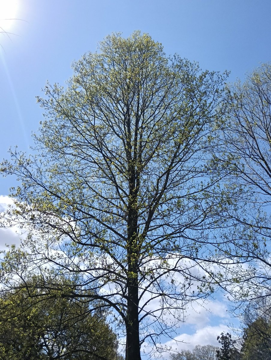 もっさん tweet media